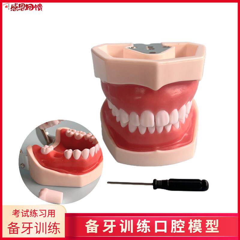 口腔教学牙齿模型仿真树脂离体牙模考试窝沟备牙练习u口腔仿真头