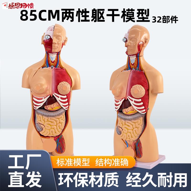85CM两性躯干模型u解剖器官结构造医学可拆32件人体内脏解剖男女
