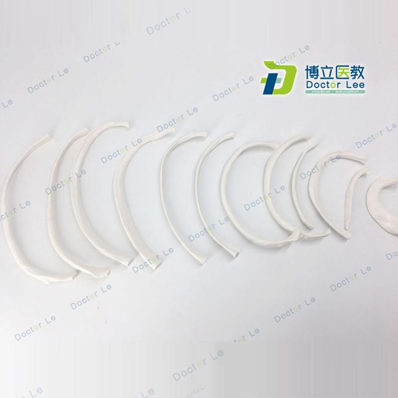 人体骨骼散骨O模型骨架标本模型美术医学艺用疼痛骨科胸肋骨模