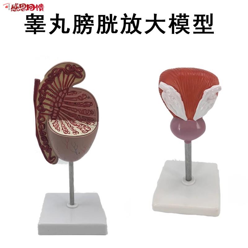 男性睾丸T模型 睾丸结构生殖泌尿解剖模型 自然大膀胱解剖模