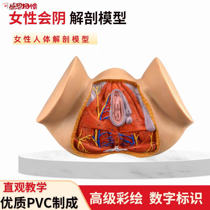 女性会阴模型会阴解剖模E型妇科构造解剖模型女性生殖器官解剖模