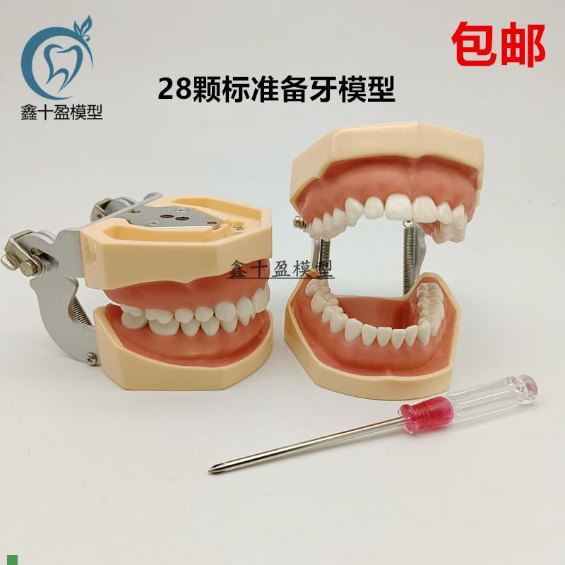 牙科备牙模型28颗标准备牙模型可拆卸牙粒练习制备Z窝洞嵌体冠