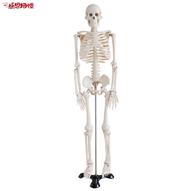 人体骨骼A模型85CM (全身带支架)/全身骨骼模