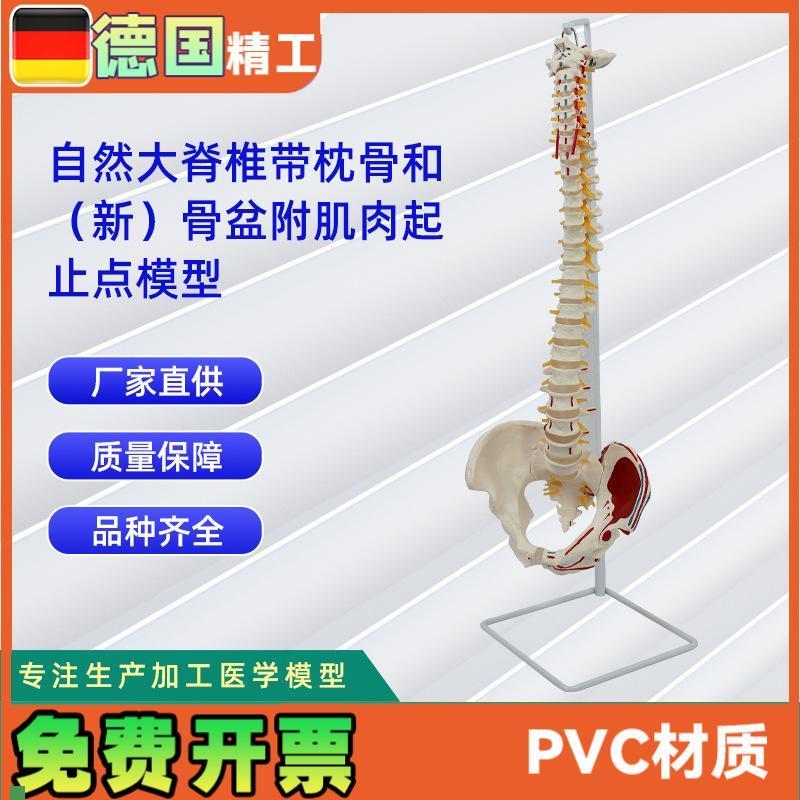 自然大脊椎带g枕骨和新骨盆附肌肉起止点模型人体骨骼教学模型