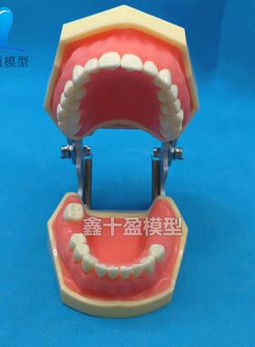 牙科口腔种植上颌窦加下颌窦种植模型练习切开种植T缝合模型2030