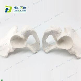 人体骨骼散e骨模型骨架标本模型美术医学艺用疼痛骨科髋骨模型