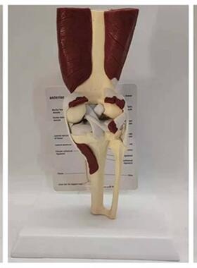 人体膝关b节肌肉模型韧带结构半月板骨骼骨架医用教学讲解模型