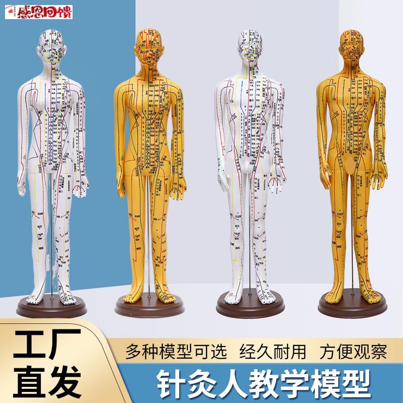 中医针灸穴位模型图全身家用十二经络人体y软胶模型可扎针小铜皮