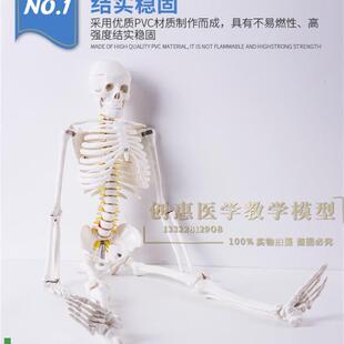新款85CM人体骨骼模型85公分骨骼脊L柱模型骨骼标本模型包邮