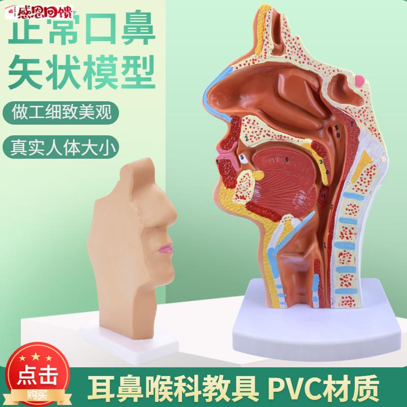 头部解剖模型 l口鼻咽喉内侧面血管神经模型 人体鼻腔口腔咽喉解