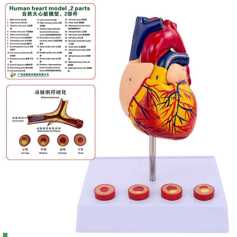 蓝蝶正品医学人体心脏解剖模型B超彩超心脏标本心血Z管内科模型