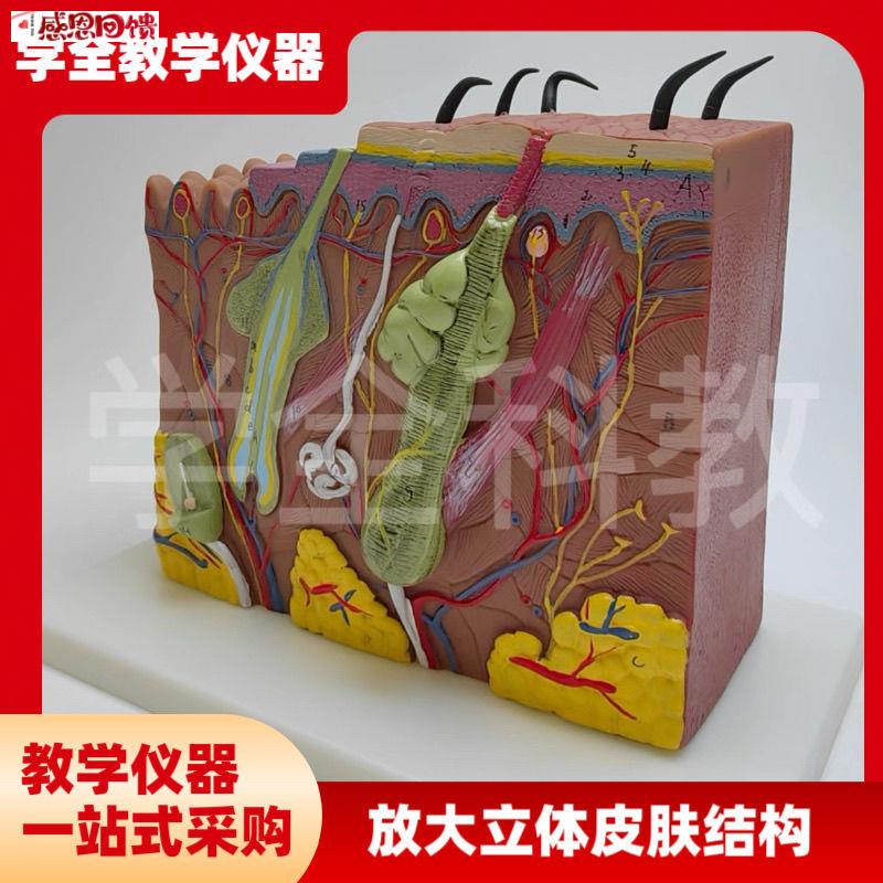 放大立体皮肤结构模型解剖人体模j型组织层次构造医学美容立体整