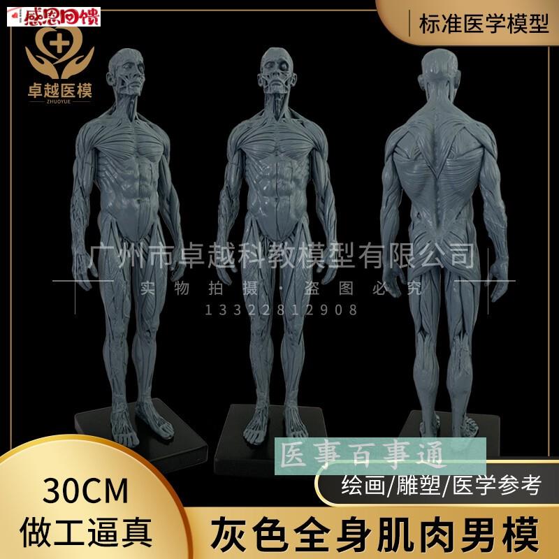 艺用人体解剖与造型 b人体结构教学技法 素描速写书设计绘画CG参