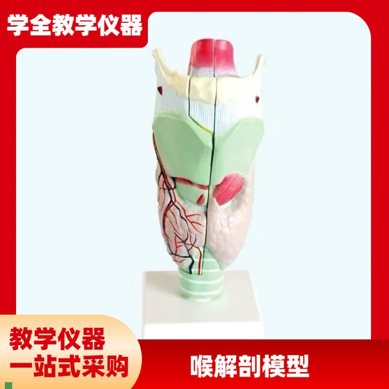 喉咙解剖咽喉模型放大标本喉部血管甲状腺喉R结头医院教学模型