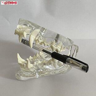 狗牙齿模型口腔上下U颌骨透明水晶动物医院展示宠物医生示教艺术