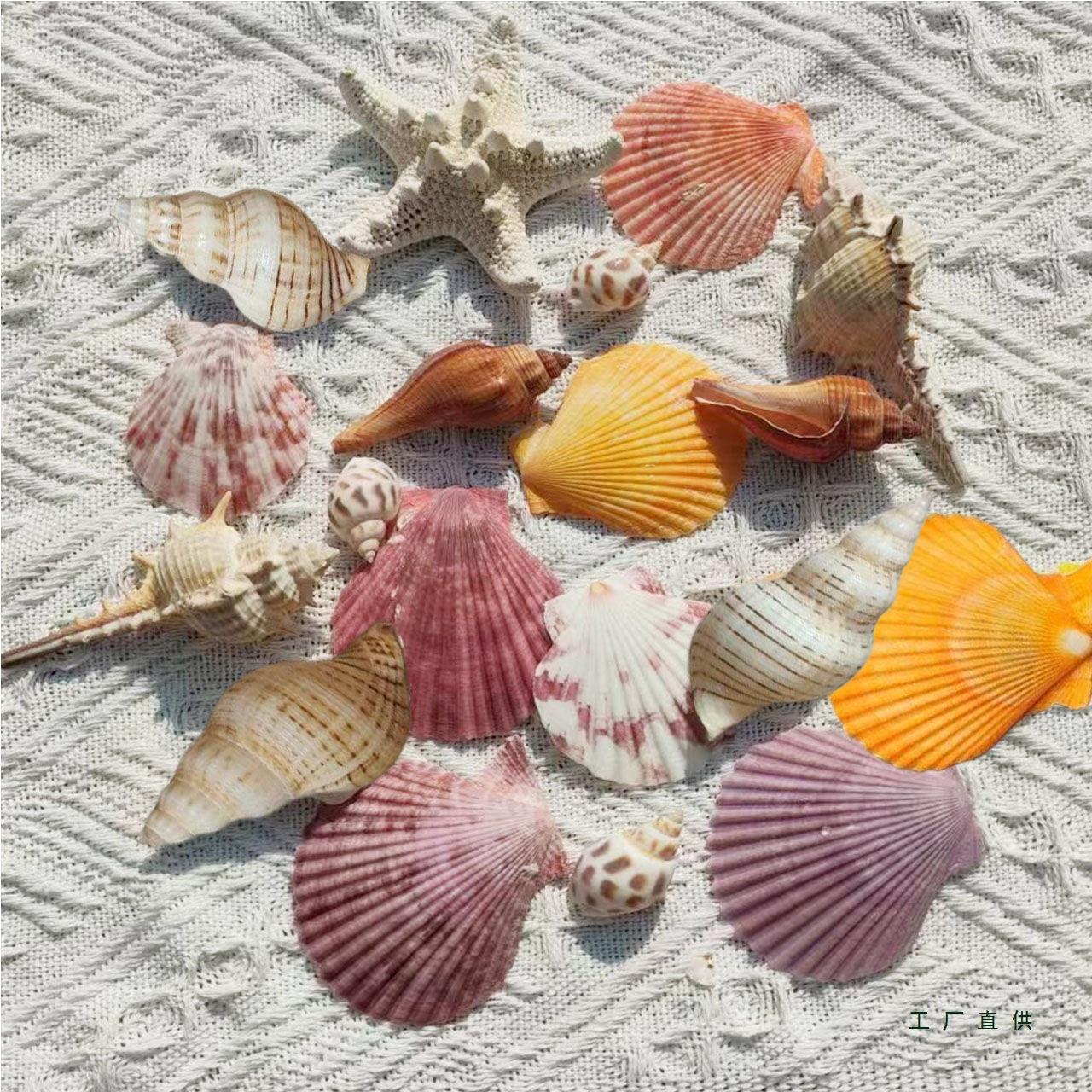天工然壳星海螺海海胆壳幼儿园手diy贝贝壳相框鱼缸造景大海螺壳.
