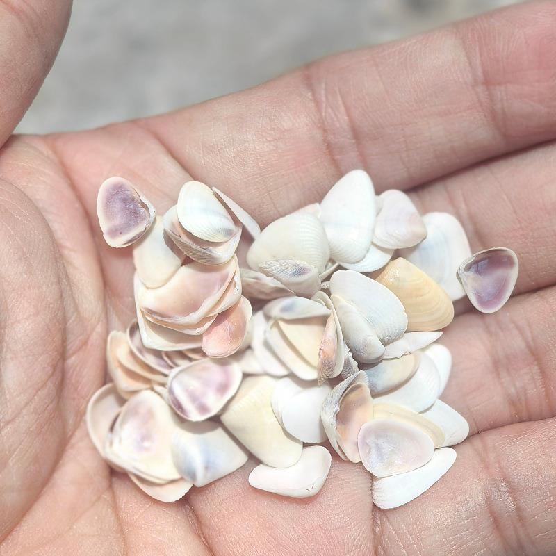 然海螺贝壳饰材料天然七彩指甲天贝 子椰贝DIY材料装贴画造8景漂
