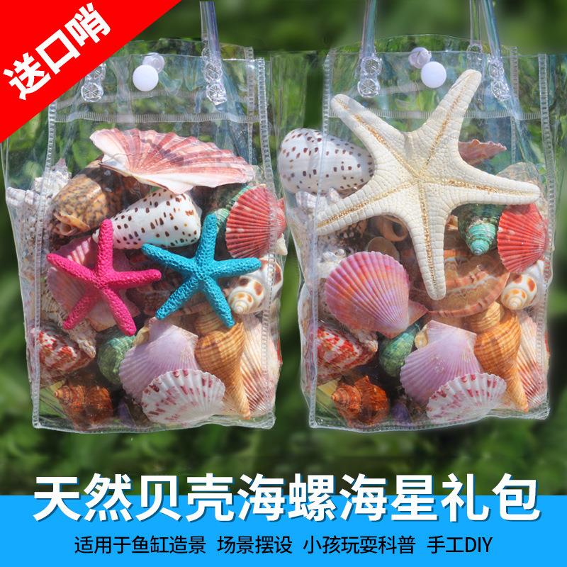 台天物然贝壳海螺壳摆件海星贝壳鱼天然贝壳玩缸水族箱地造景儿童