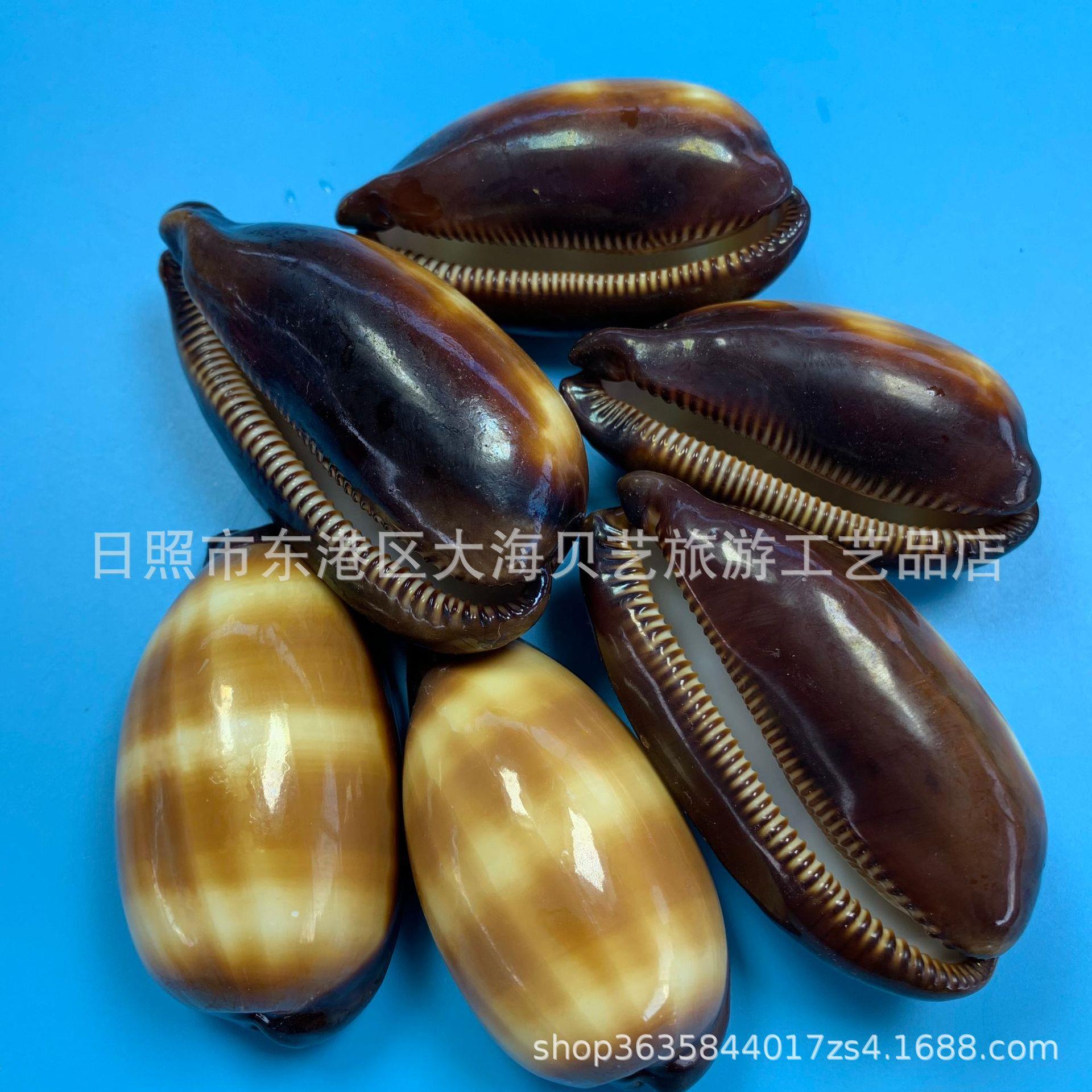 酒桶宝螺天藏然壳海螺装鱼贝缸水族造景饰标本收厂家.