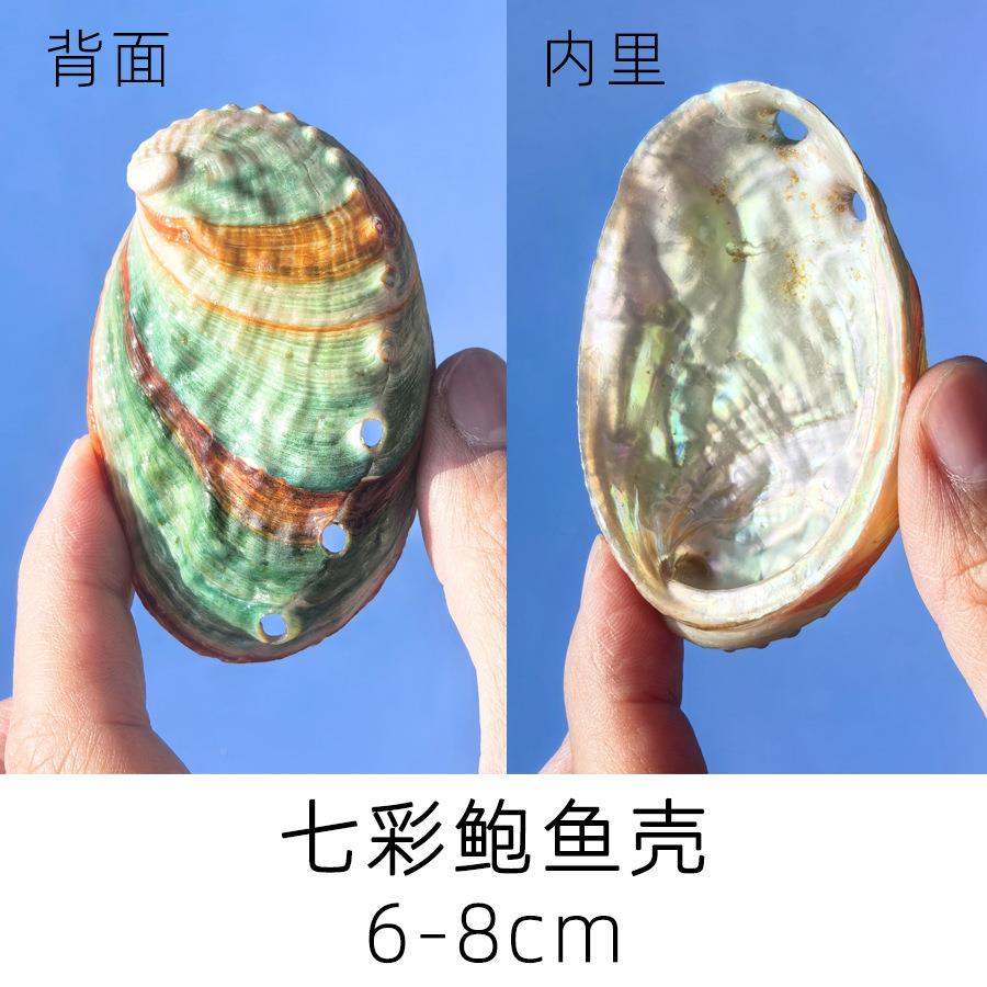 天鱼然鲍鱼壳 手工制 螺钿制作 造景 作首饰装饰碟 台面布缸景.