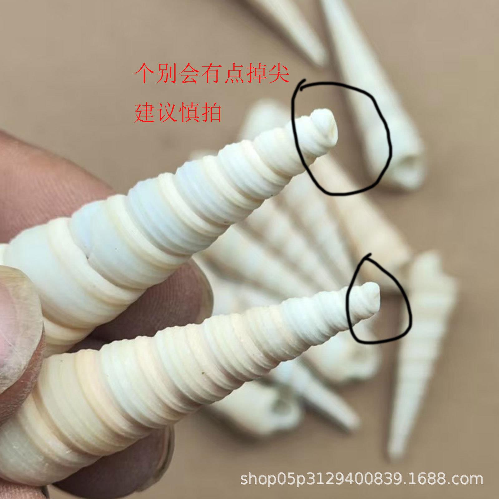 鱼天海然海螺贝壳D水IY尖锥螺小螺贝壳缸族风造景装饰品白丁螺.