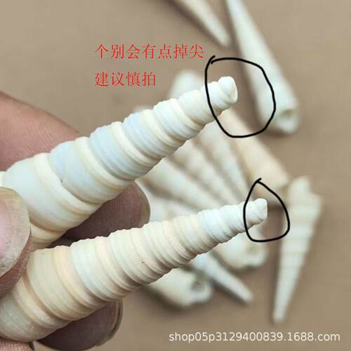 鱼天海然海螺贝壳D水IY尖锥螺小螺贝壳缸族风造景装饰品白丁螺.