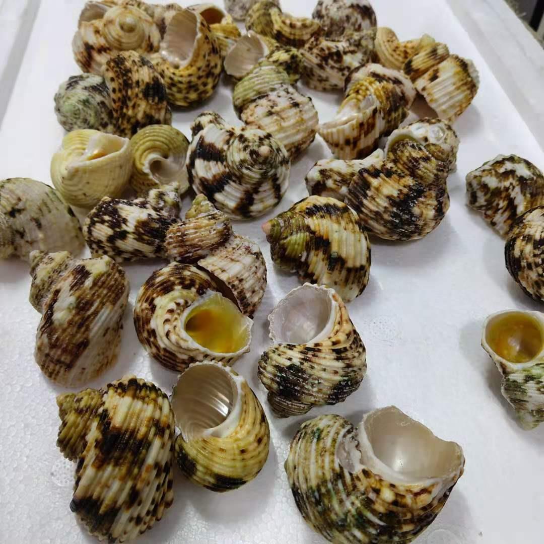 天然海螺壳贝 居蟹寄卷贝鱼用壳鱼缸造景按银斤 口绿蝾螺.