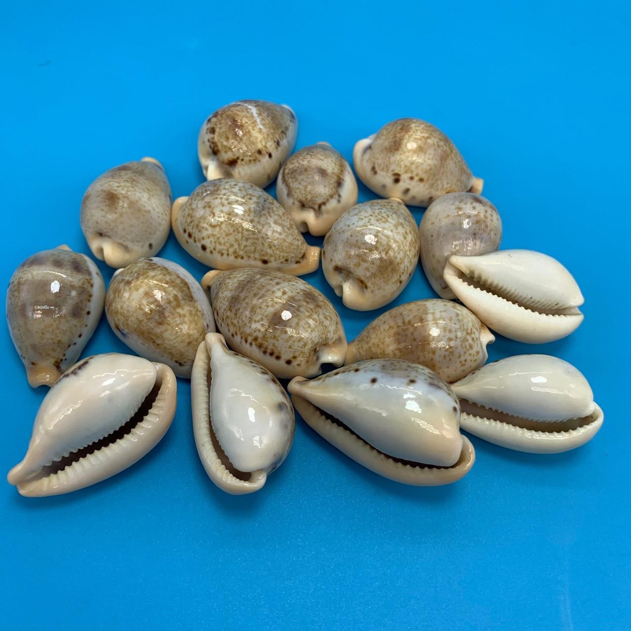 玉女宝螺天然饰螺贝壳海鱼缸族造景装水标本收藏手工艺品制作厂家