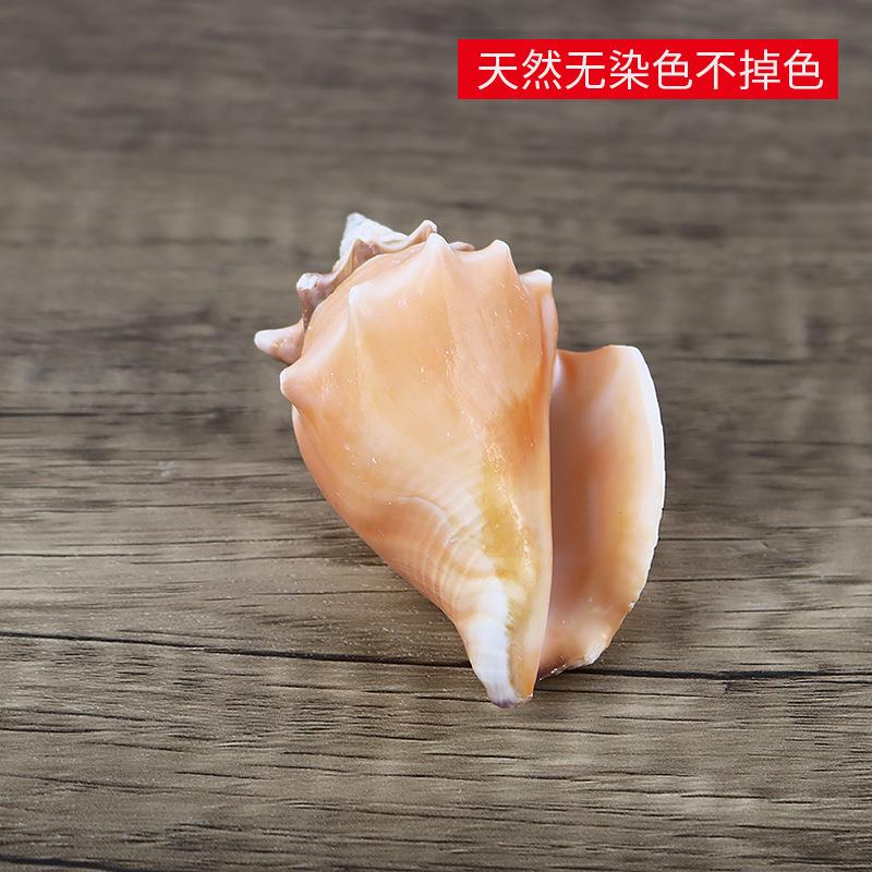 凤胭脂小海螺标饰本摄道具拍橙色金拳玫凰瑰螺造景装摆件贝壳.