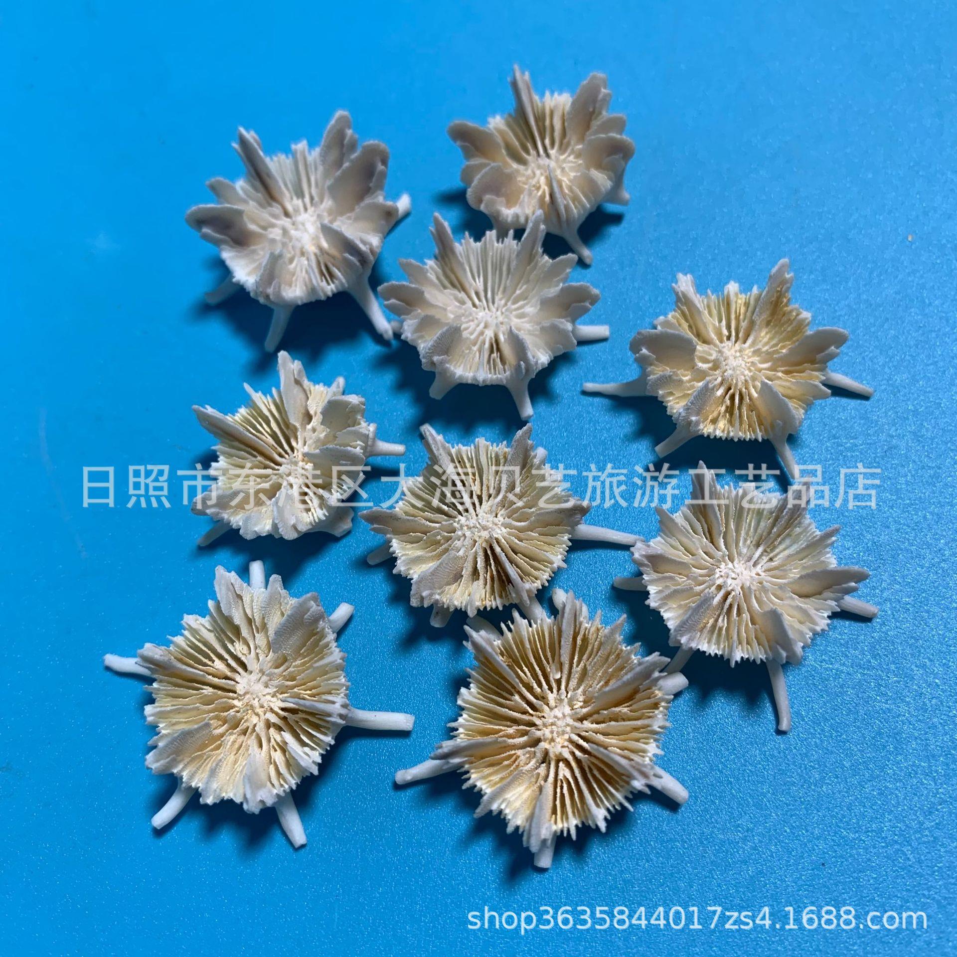 天花然小海螺贝壳622 板凳菊花海胆海石鱼标缸造景装饰品稀 有收
