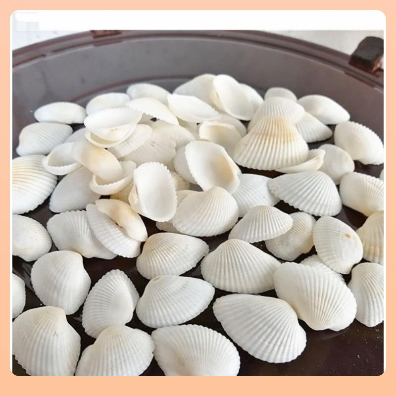 ▹然海螺贝壳海星 鱼缸相造景寄居儿蟹打孔童手天工框diy风.