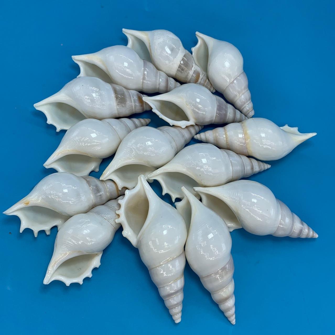 白马丁螺寄鱼天然壳海螺标贝本收藏缸水族造景居蟹替换壳厂家.