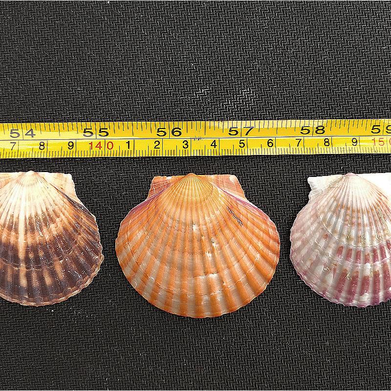 天然海螺贝 红扇贝壳按斤 房鱼水族箱造缸景装饰间创意品.