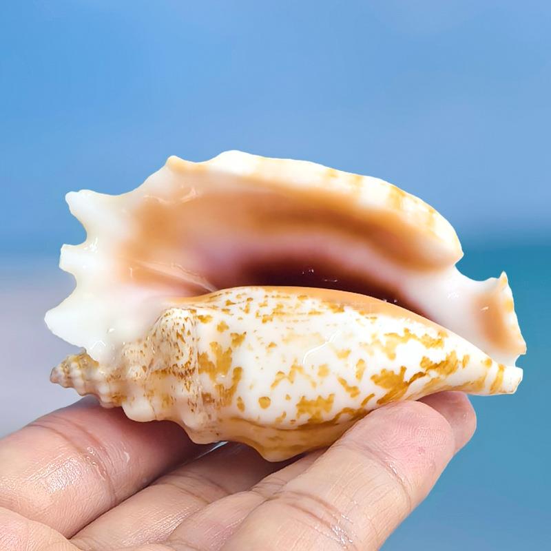 紫袖凤凰螺然粉色海缸螺贝海洋风格摆件创意壳装饰品水族天鱼造景