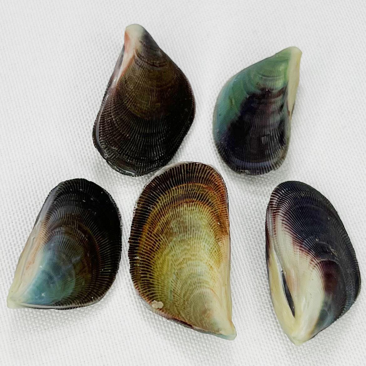 居隔贻贝壳精选天珊贝壳海螺手工diy家装饰海洋然海星花螺扇贝瑚.