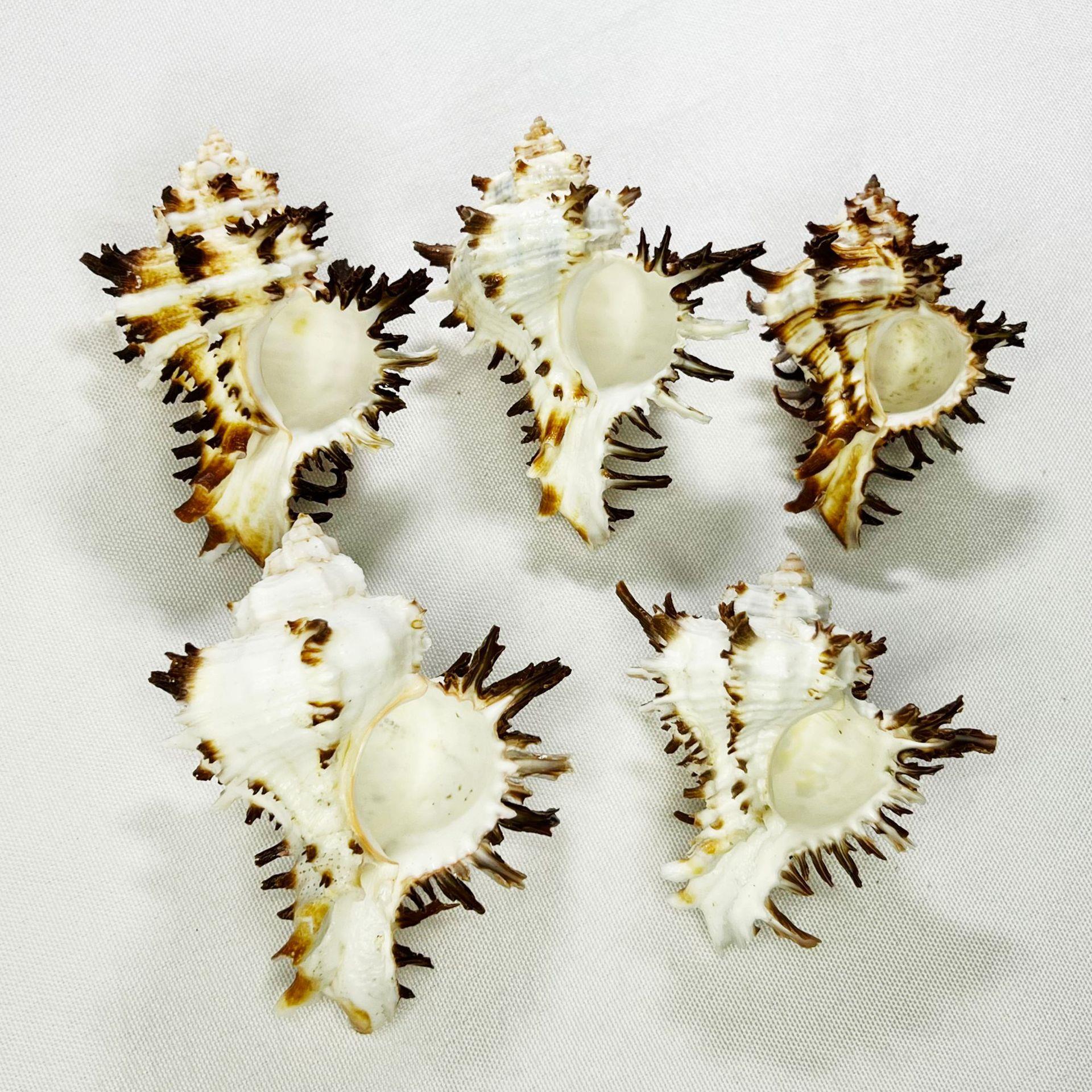 天然螺贝壳巨骨海螺寄居壳鱼造景diy海洋生物装饰缸海蟹缸.