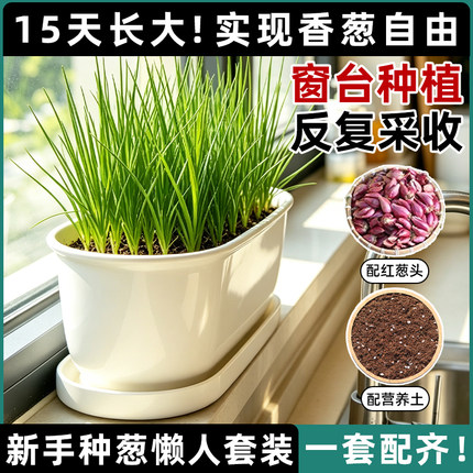 四季红葱头种植盆栽套装家用阳台种菜盆葱头种子种植神器小香葱盆
