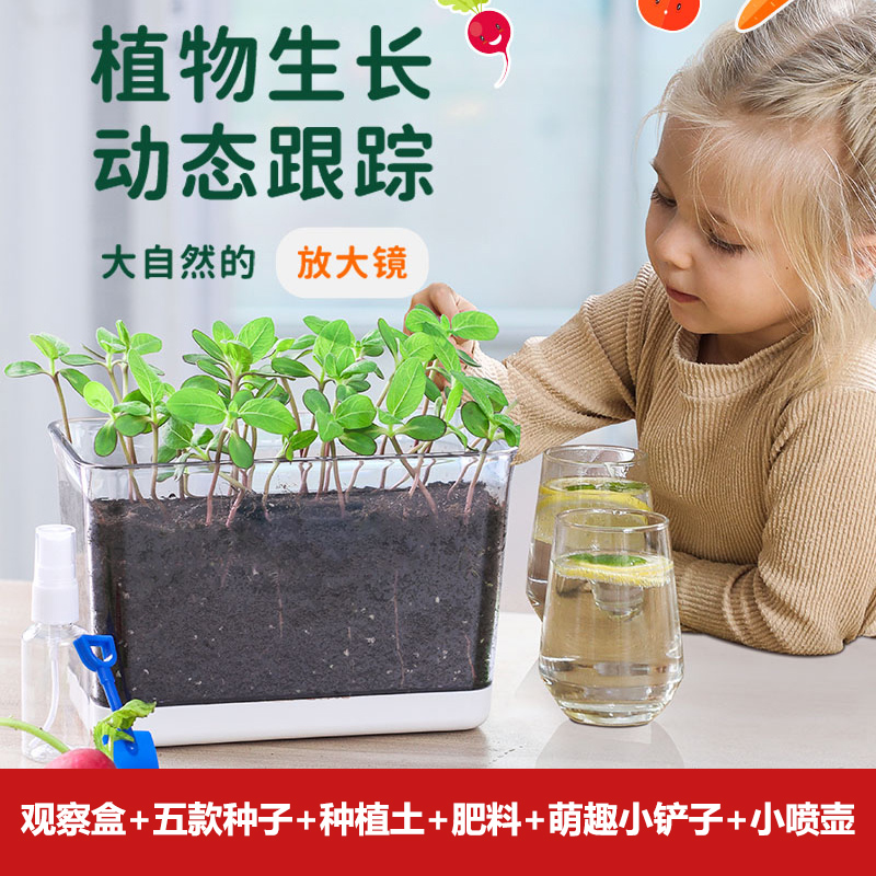 儿童种植小盆栽发芽小植物小花农迷你小农场根系生长小学生观察窗