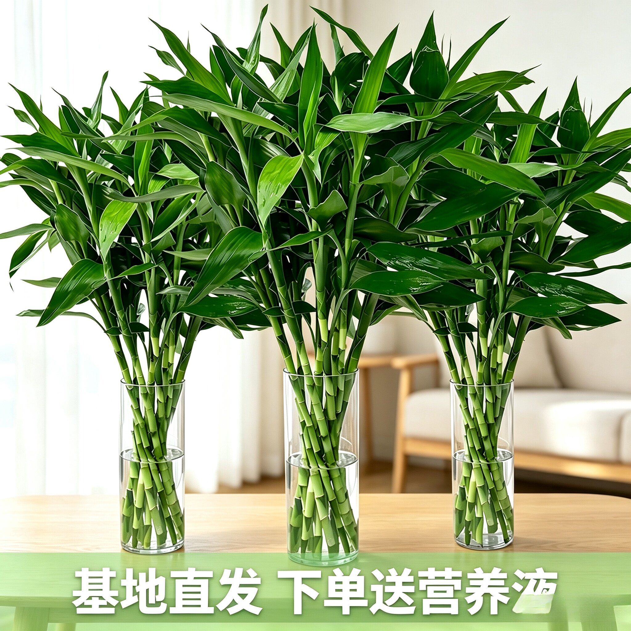 富贵竹水培植物客厅招财花卉绿植盆栽室内四季好养粗杆带根水竹子