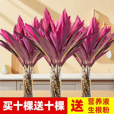 富贵竹水培植物客厅招发财竹子鸿运竹绿植盆栽花卉植物室内花紫竹