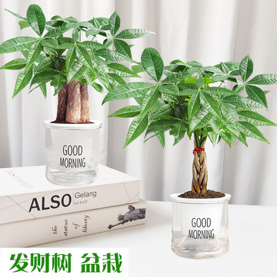 发财树盆栽植物室内水培