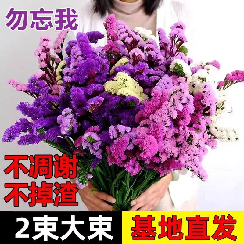 勿忘我鲜花风干真花干花花束混搭满天星批发客厅摆件装饰手工插花