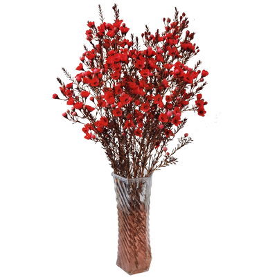 澳洲腊梅鲜花买一束送一束