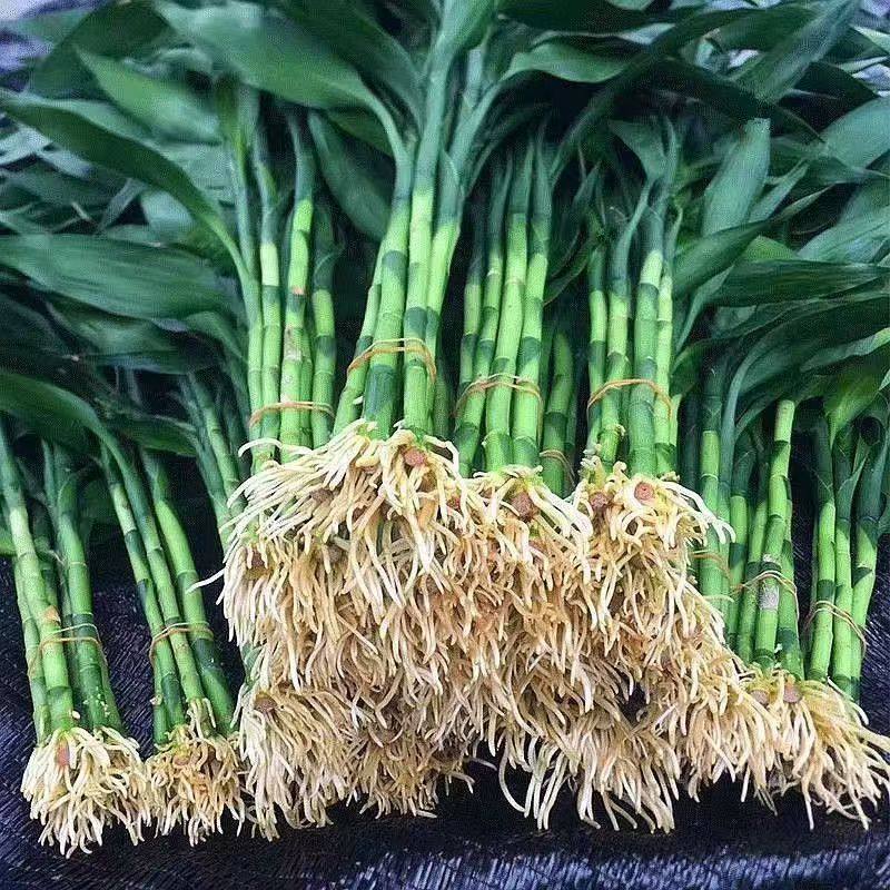 带根富贵竹花水养客厅水培土养富贵竹粗竹绿植转运竹植物粗杆好养 - 实物图