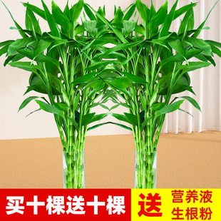 富贵竹水培植物水养客厅节节高绿植箩观音竹子盆栽鲜花卉室内绿萝