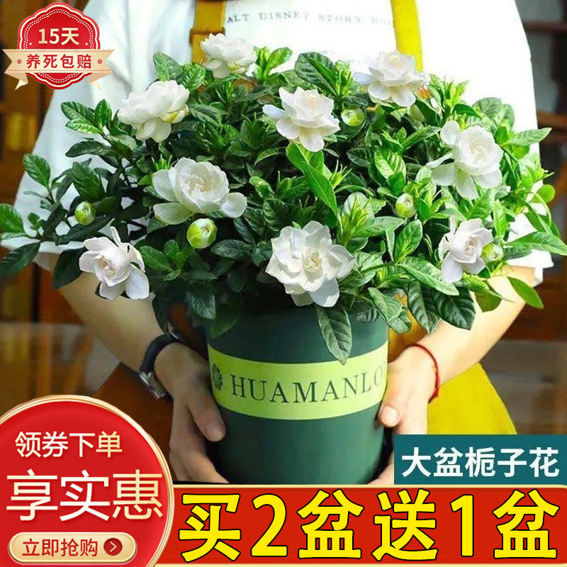 栀子花盆栽室内花卉客厅