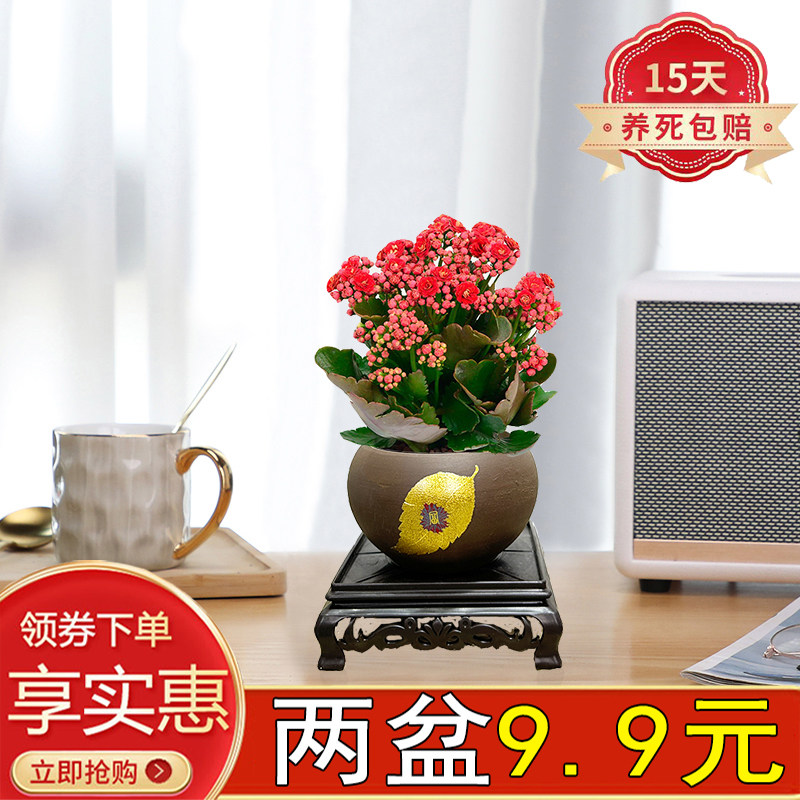 长寿花窗边阳台四季开花懒人好养