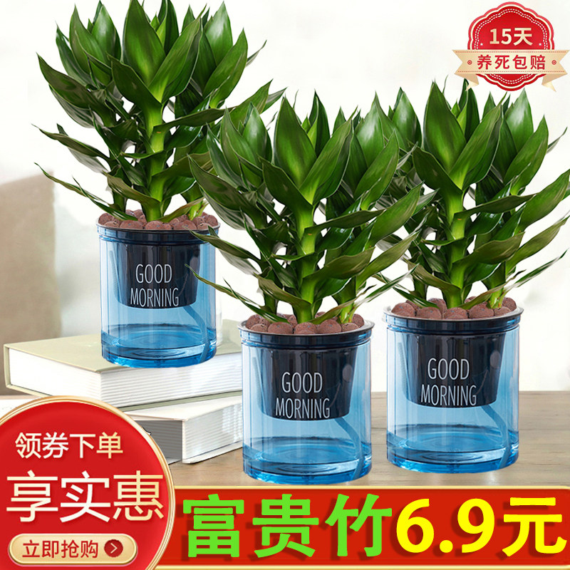 富贵竹盆栽绿植室内客厅好养美观净化空气四季常青荷花竹土培植物