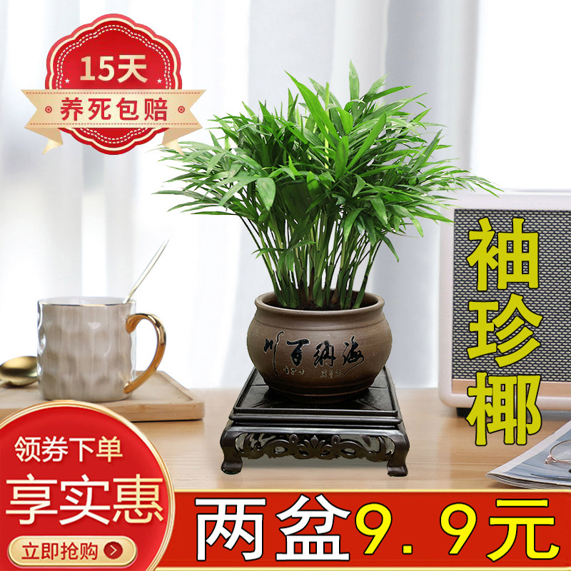 袖珍椰办公室书房净化空气陶瓷盆