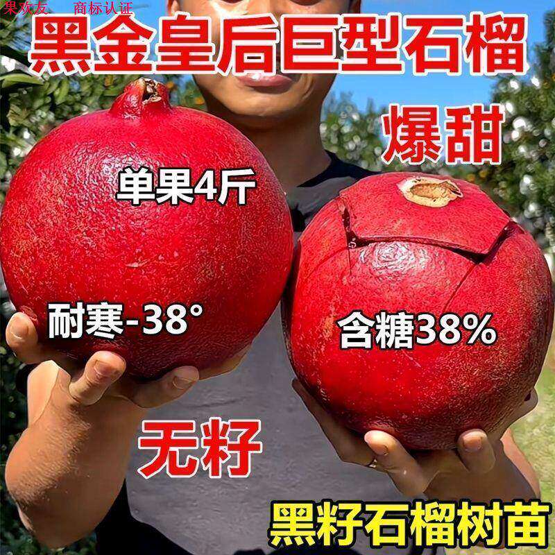 石榴树苗软籽特大黑金皇后石榴苗耐寒耐旱南北方种植当年结果超甜